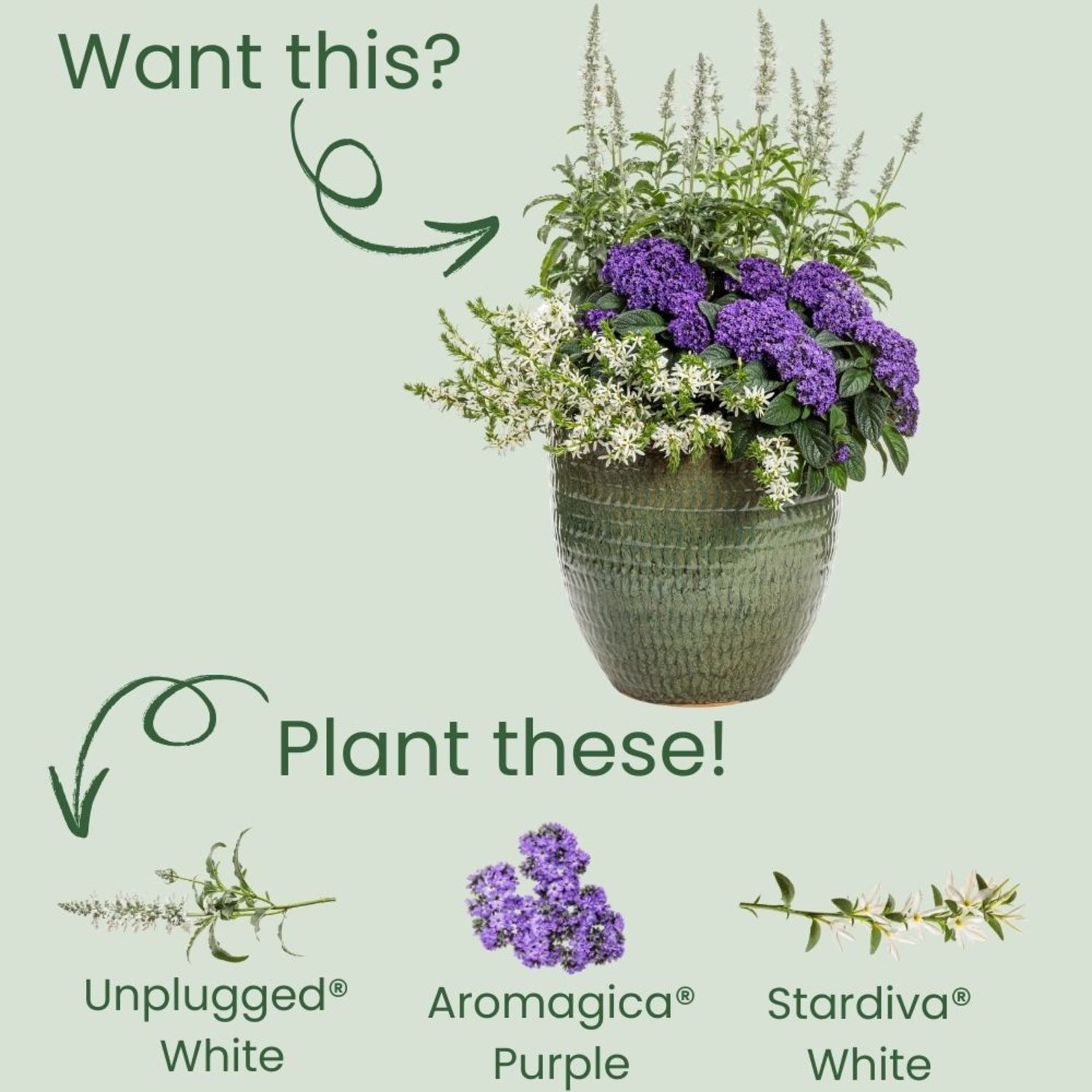 Proven Winners 8" Unplugged White Mealycup Sage Live Plant in 6.5" Pot
