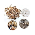 thumbnail image 5 of Topumt 100Pcs Natural Conch Seashell Aquarium Decoration DIY Crafts, 5 of 5
