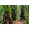 thumbnail image 2 of Miller, Anna 24x17 White Modern Wood Framed Museum Art Print Titled - Muir Woods National Monument-Marin County-California-USA, 2 of 4
