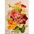 thumbnail image 2 of Vintage Apple Collection 24x32 Gold Ornate Wood Framed with Double Matting Museum Art Print Titled - Nasturtium, 2 of 4