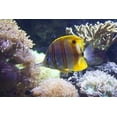 thumbnail image 1 of Canvas Print Marine Stripy Water Aqua Sea Underwater Fish Stretched Canvas 10 x 14, 1 of 3