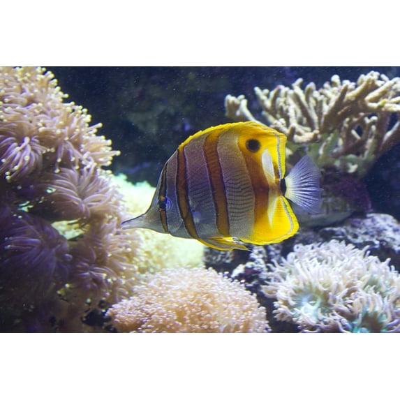 Canvas Print Marine Stripy Water Aqua Sea Underwater Fish Stretched Canvas 10 x 14