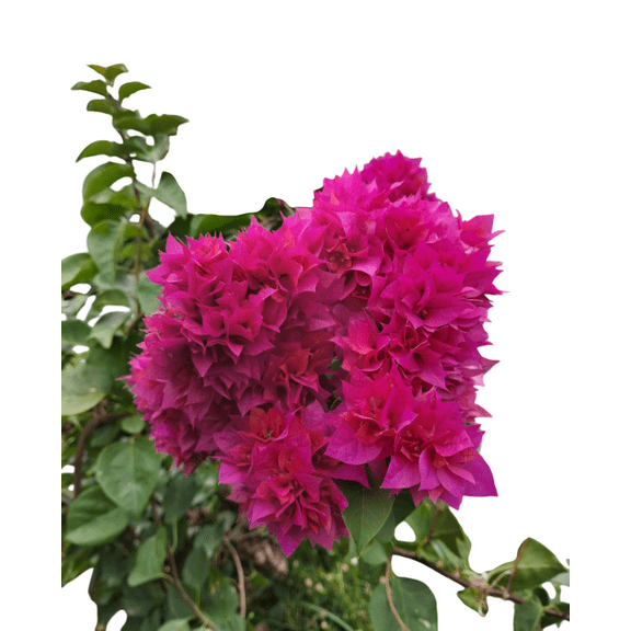 Pack 2 Double Red Bougainvillea Tree Live Plants Paperflower Bougainvillea Vine 4-6 Inch Tall