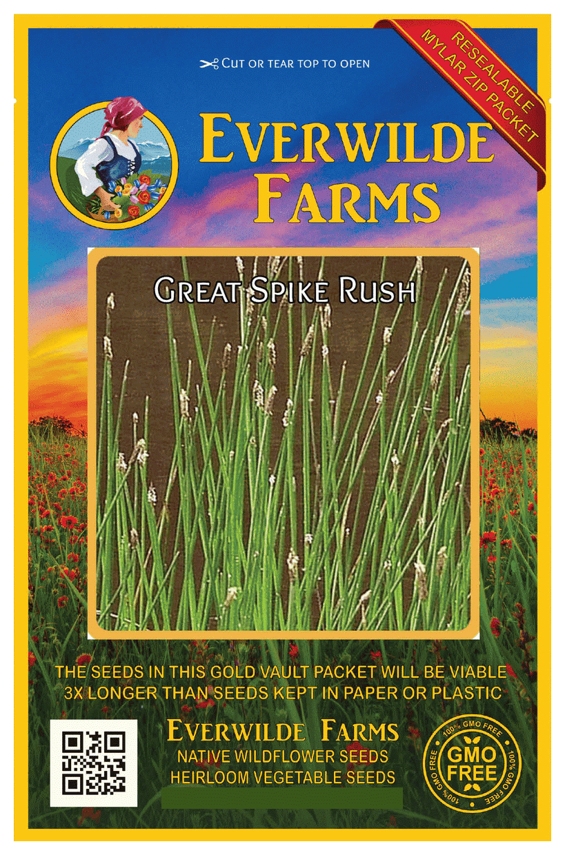 Everwilde Farms 1000 Great Spike Rush Native Grass Seeds Gold Vault