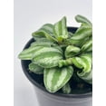 thumbnail image 5 of Peperomia Mini Watermelon, 4 inch verschaffeltii, Steve's Leaves, 5 of 9