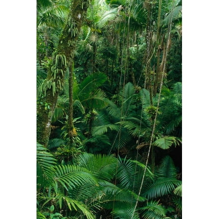 Sierra Palm trees in tropical rainforest El Yunque National Forest Puerto Rico Poster Print by Gerry
