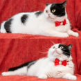 thumbnail image 6 of Cat Dog Collar with Bow Tie Faux Pearl Ornament Velvet Solid Color Bell Safety Kitten Puppy Pet Wedding Party Halloween Xmas Festive, 6 of 8