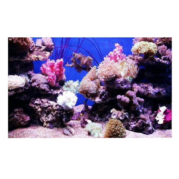 Fish Poster, Fish Background Paper, 3D Effect Poster, For Office Aquarium