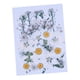 thumbnail image 5 of 1 Paquete Flores Secas Prensadas Naturales Hojas Prensadas para álbumes de Recortes Arte Artesanía Resina Fabricación de Joyas Regalos de, 5 of 6