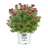 Proven Winner Double Play Doozie Spirea, 2 Gal, Red to Purple Flowers