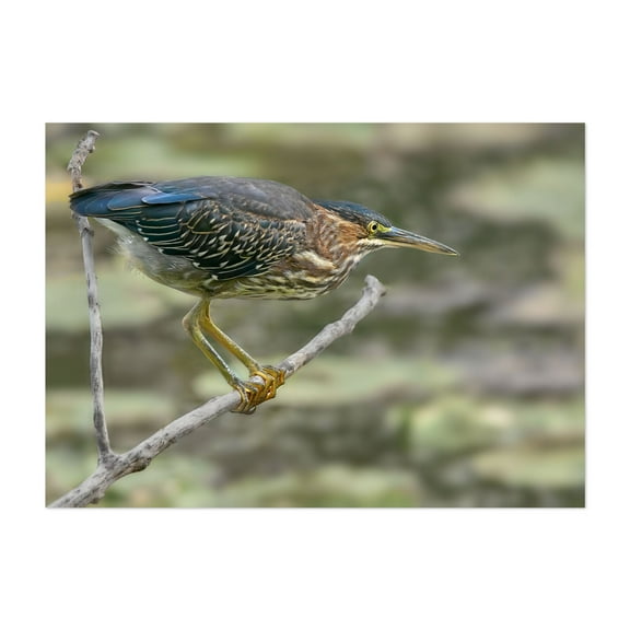 Patient Green Heron - Photography Bird Wildlife Nature Animal Scenic Woodland Unframed Wall Art Print 4 x 6 inches