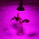Qiilu A Mené la Lumière de Croissance, Plein Spectre A Mené la Lumière de Croissance, 24w 200-LED Plante Poussent la Lumière E27 Fleurs Hydroponique Légumes Lampes de Croissance 85 – image 3 sur 8