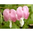 10 BLEEDING HEART PINK Old Fashioned Dicentra Formosa Shade Flower
