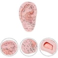 thumbnail image 3 of Ear Acupuncture Model Professional Reflexology Acupoint Learning Display Laboratory Supplies, 3 of 5