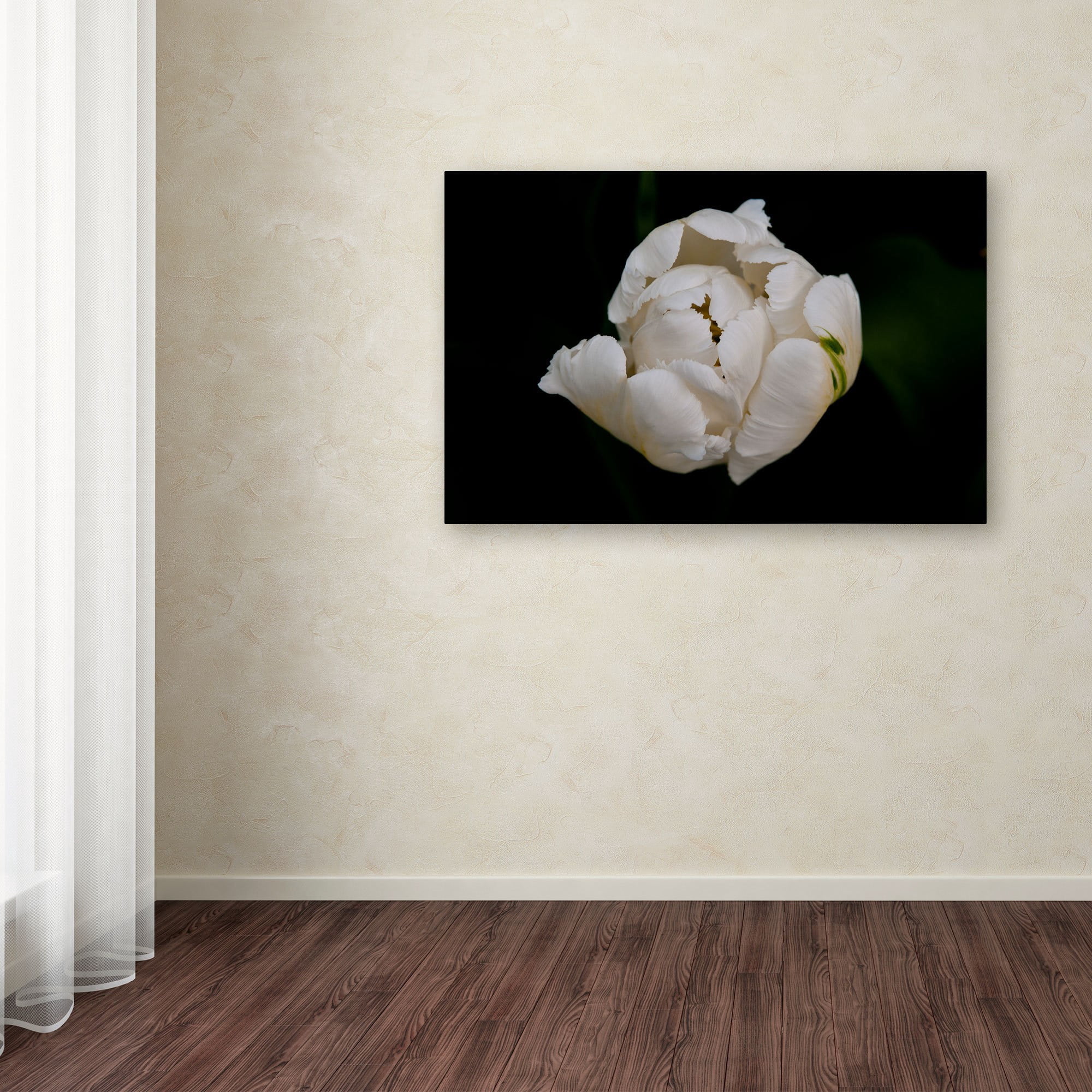Trademark Fine Art "White Parrot Tulip" Canvas Art by Kurt Shaffer