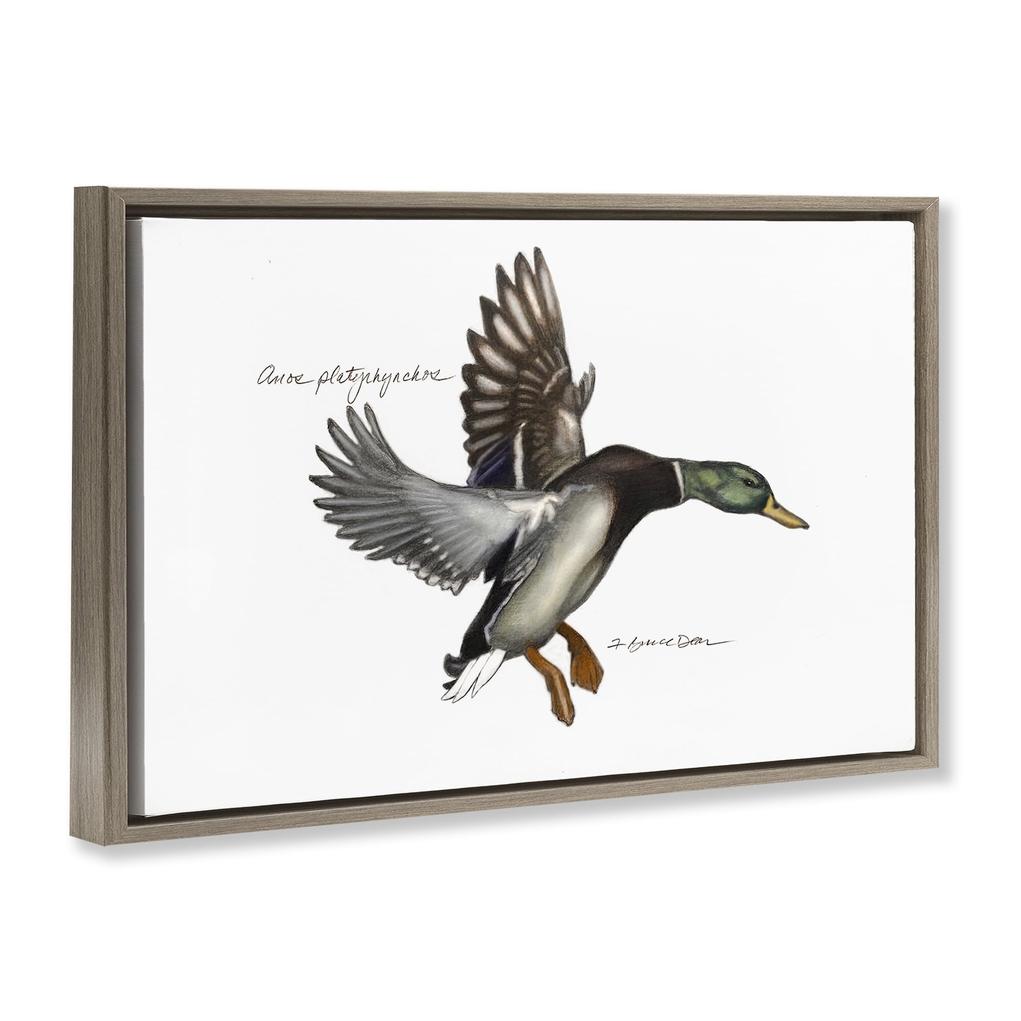 Stupell Industries Flying Mallard Duck Animals & Insects Painting Brown Floater Framed Canvas Art Print Wall Art, 31 x 21