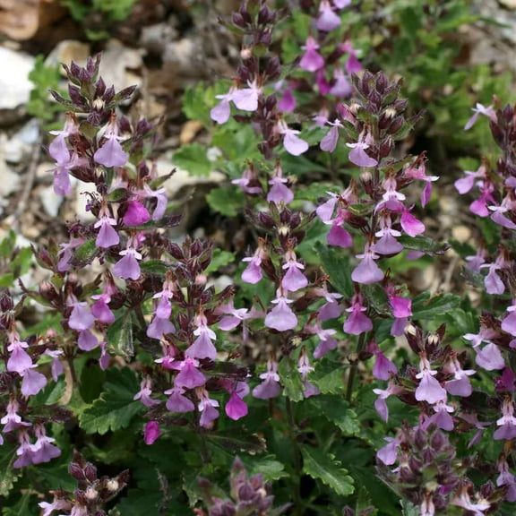 Germander Seed - Wall Germander Herb Seeds - 1000 Seeds