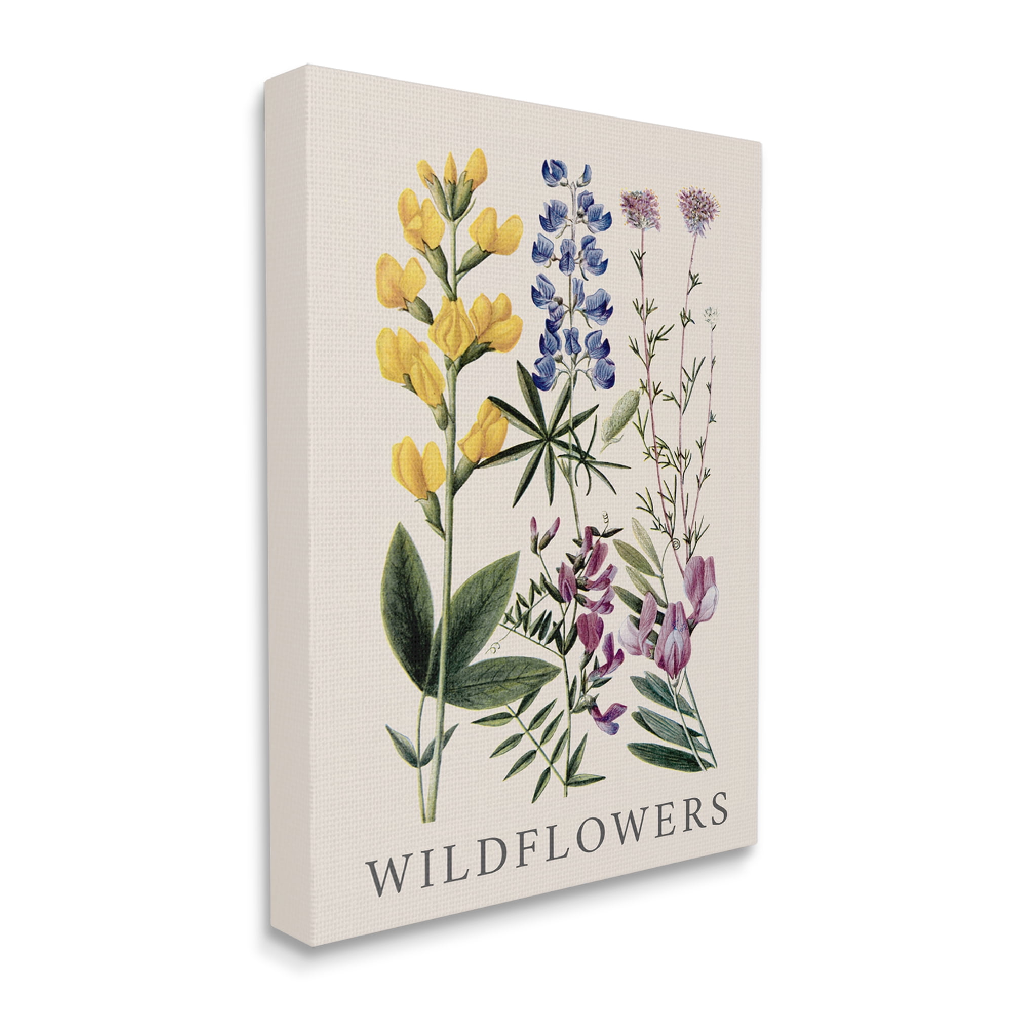 Stupell Industries Wildflower Species Study Botanical & Floral Painting Gallery Wrapped Canvas Art Print Wall Art, 24 x 30
