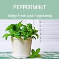 thumbnail image 2 of Absolute Green All Purpose Cleaner, Multi-Use , Safe around Kids + Pets, Natural Peppermint Scent, 25 oz, 2 of 7
