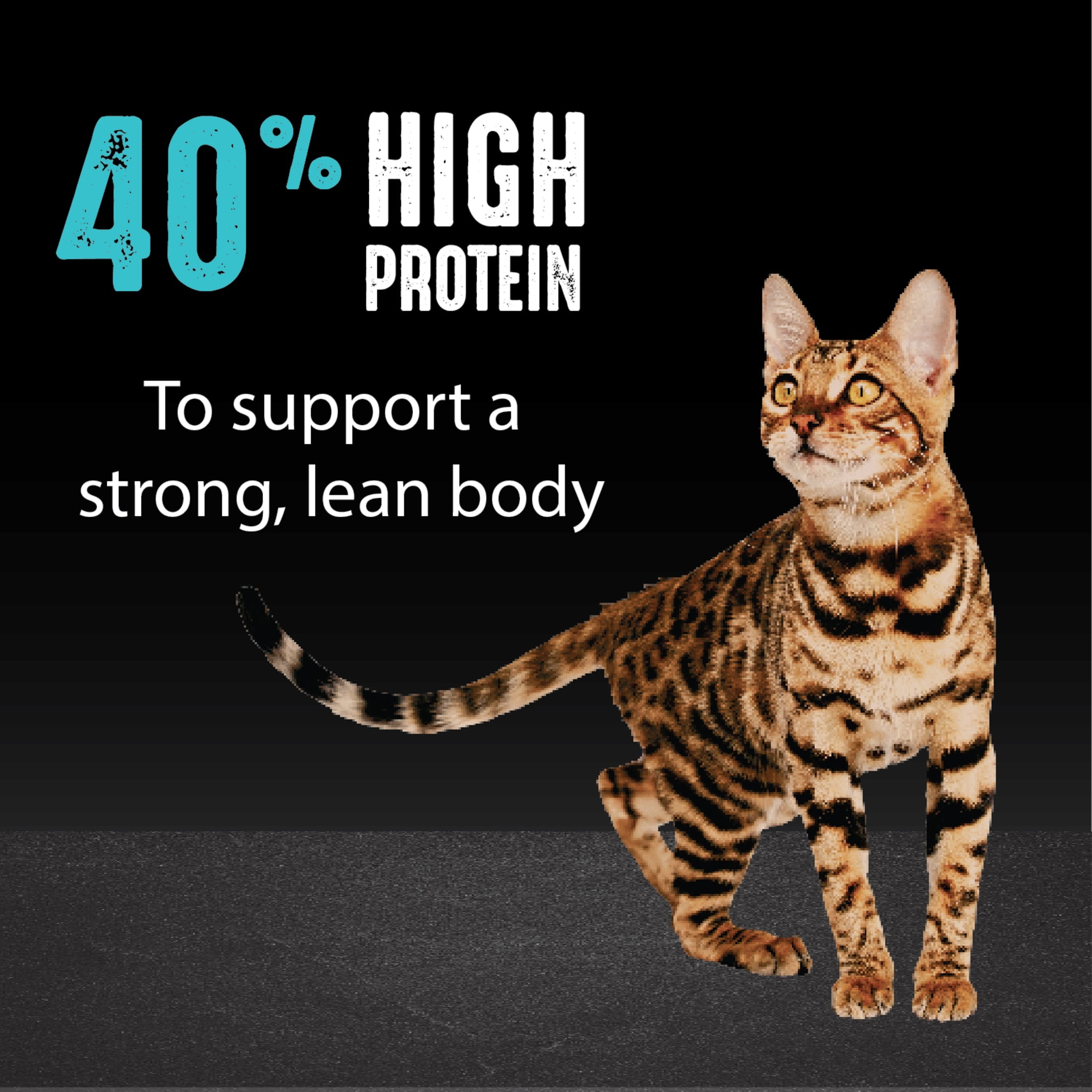 Crave Grain Free High Protein Natural Dry Cat Food With Protein From Salmon & Ocean Fish, 2 Lb. Bag