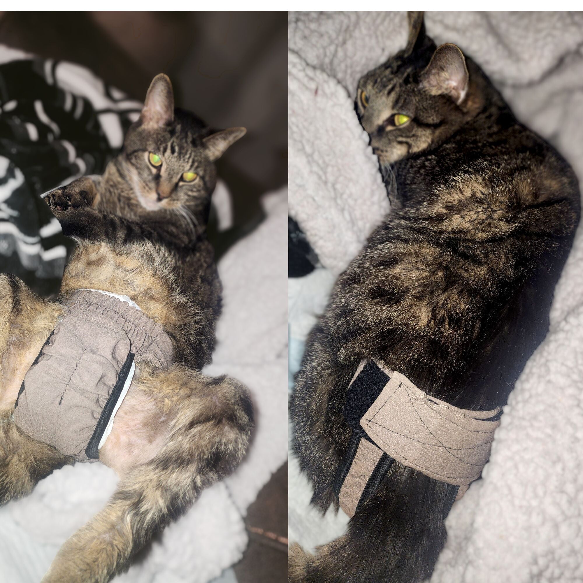 Barkertime Biscotti Beige Cat Diaper Pull-up