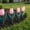 Pink, variant on Orangide 6 Pcs Garden Edging Fence Tulip Design Flower Bed Border For Pathways Yard Landscaping Spring Summer Decor Outdoor Lawn Edging For Garden Walkway