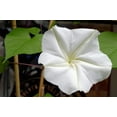 thumbnail image 2 of 50 MOONFLOWER MORNING GLORY White Moon Flower Ipomoea Alba Flower Vine Seeds, 2 of 10