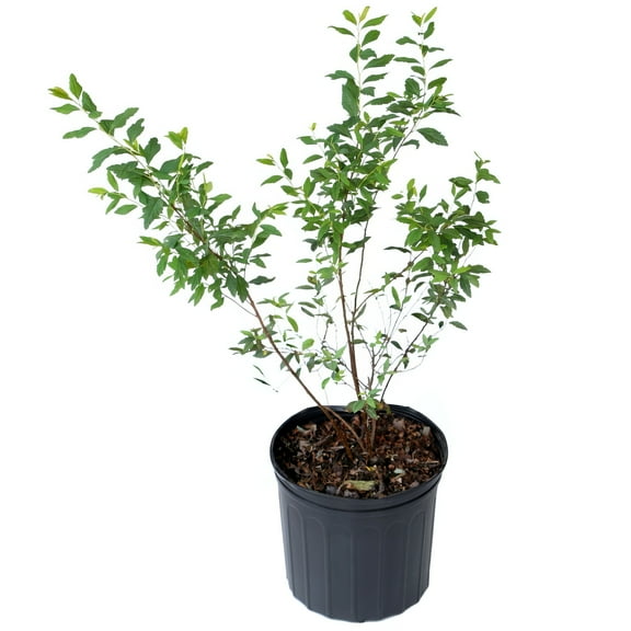 Live Shrub 3 gal Spirea 'Reeves' with Full Sunlight