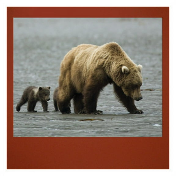 Wallhogs Bear II Wall Mural