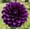 B, variant on Perennial Gorgeous -Dahlia Plant Bulbs - Easy Care / Low Maintenance - Ideal for Garden Landscape, Plant Hangers