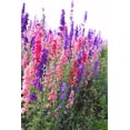 thumbnail image 2 of TomorrowSeeds - Rocket Mix Larkspur Seeds - 1200+ Count - For 2026 Planting Delphinium Ajacis, 2 of 9
