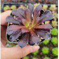 thumbnail image 6 of Aeonium Black Rose Plant Live for Planting - Black Tree Aeonium Plant - Houseleek Tree - 2 Inch Pot, 6 of 6