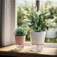 thumbnail image 2 of Typpkmm Lazy Hydroponic Flower Pot with Automatic Water-Absorbing, 2 of 7