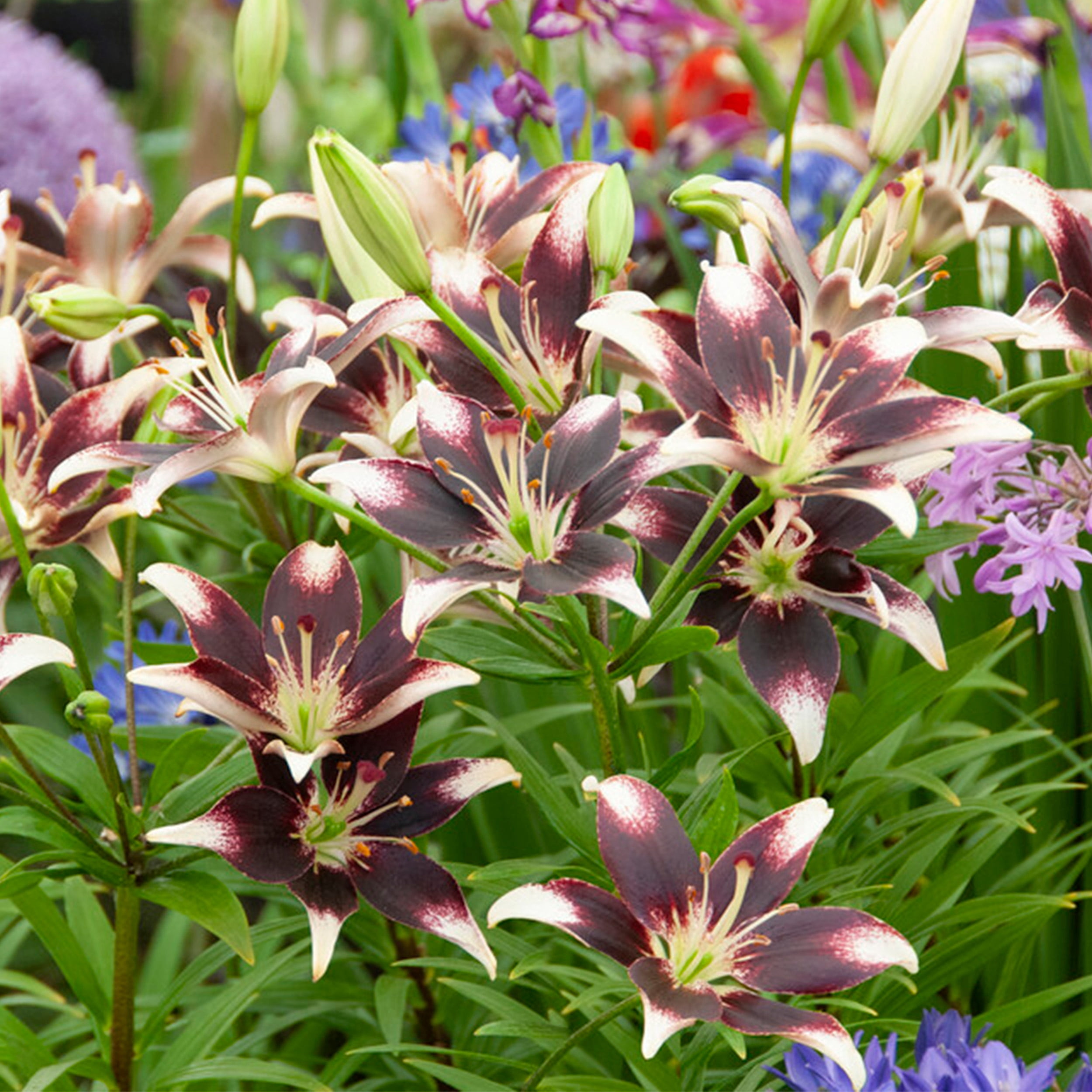 Garden State Bulb Netty's Pride Asiatic Lily Flower Bulbs, 14/16cm, Spring Planting (Bag of 20)