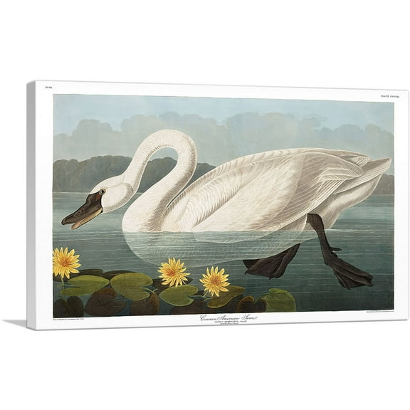 ARTCANVAS Common American Swan Canvas Art Print by John James Audubon - Size: 26" x 18" (0.75" Deep)