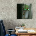 thumbnail image 3 of Epic Graffiti 'Red Eyed Tree Frog' by Dana Brett Munach, Canvas Wall Art, 26"x26", 3 of 8