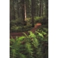 thumbnail image 3 of Head, Danny 11x14 Black Modern Framed Museum Art Print Titled - Fern Lined Path, 3 of 5