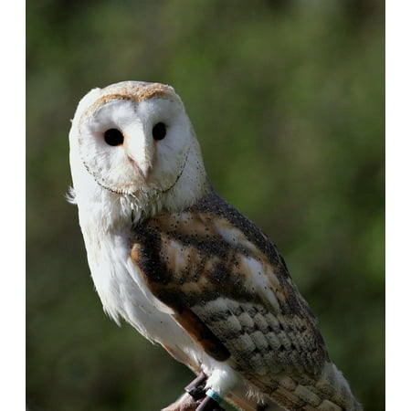 Peel N Stick Poster Of Owl Animal Beak White Barn Barn Owl Bird