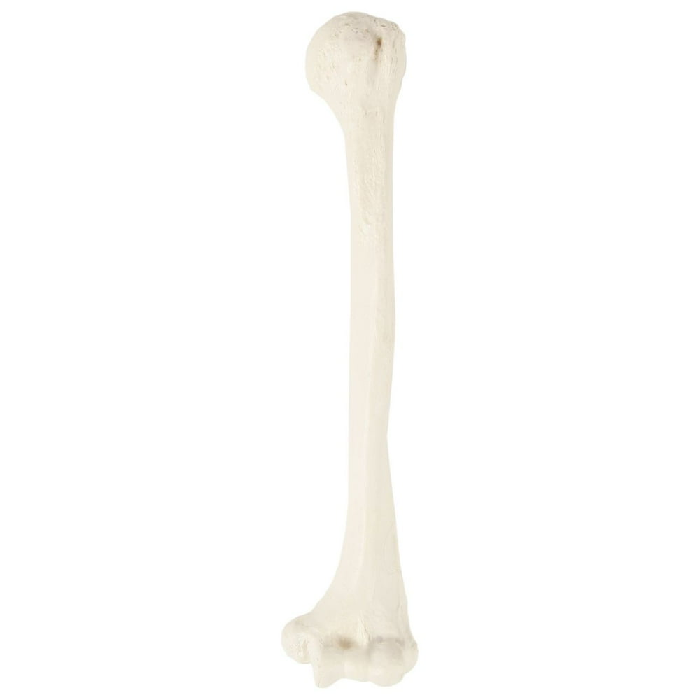 Axis Scientific Left Humerus Bone Model, Life-Size Human Upper Arm Bone