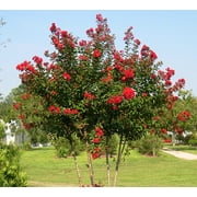 Red Rocket Crape Myrtle Tree - Live Plant - ( 1 QT ) - True Red Flowers