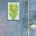 thumbnail image 3 of Epic Art 'Chartreuse Tropical Foliage I' by Tim O'Toole, Acrylic Glass Wall Art, 16"x24", 3 of 3