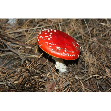 Mushroom Lane - LAMINATED POSTER Mushroom Amanita Land Dry Grass Forest Autumn Poster Print 24 x 36