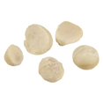 thumbnail image 2 of Trophy Foods Roasted Macadamia Nuts, No Salt | 3KG/Unit, 1 Unit/Case, 2 of 2