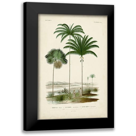 DOrbigny, M. Charles 11x14 Black Modern Framed Museum Art Print Titled - Antique Palm Collection IV