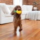 thumbnail image 2 of Juguete Dental Outward Hound Amarillo con Piña y Relleno Interactivo para Perro, 2 of 8