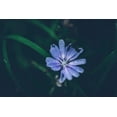 thumbnail image 3 of Chicory Seeds/ Perennial/ Full Sun/7K Seeds 1/4 oz/ Zellajake Farm and Garden- B207, 3 of 5