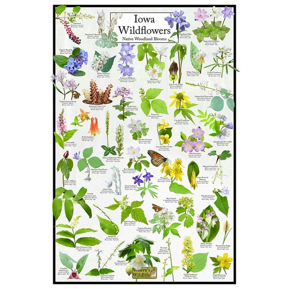 Iowa Wildflowers Poster - Native Woodland Blooms - Educational Science Chart of Iowa Flowers