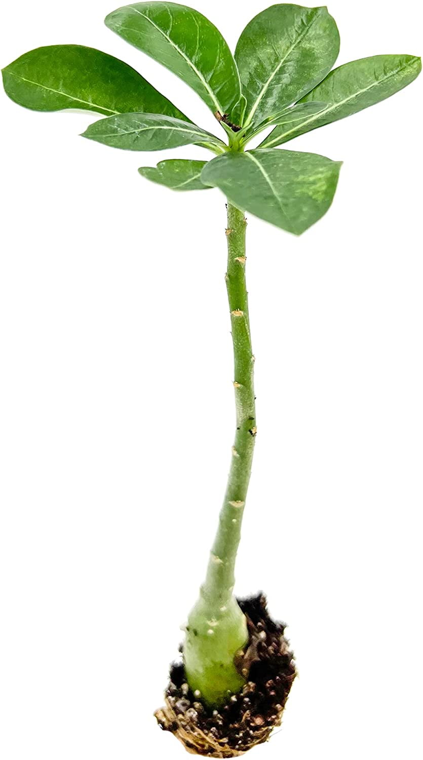 ragnaroc Adenium Obesum Desert Rose Succulent Live Plant - Thumbnail 2