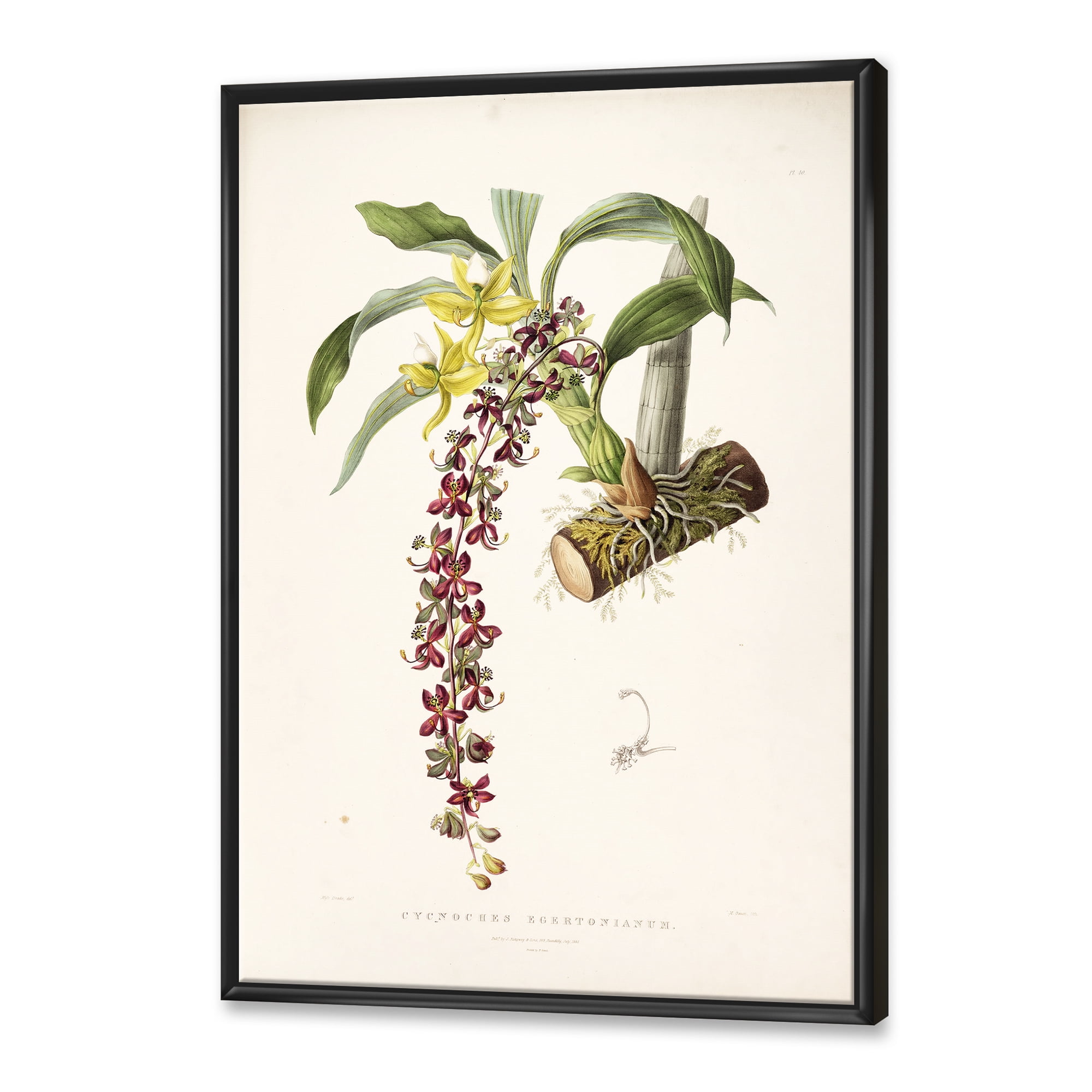 Designart 'Ancient Flower II' Traditional Framed Canvas Wall Art Print
