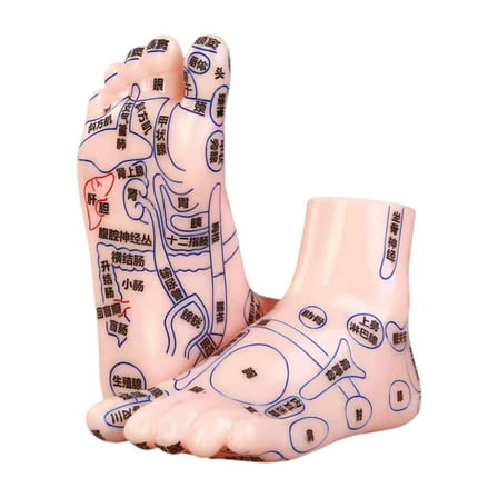 Bothyi 2 Pieces Human Foot Model Fine Details Supplies Easy to Carry Teaching Model